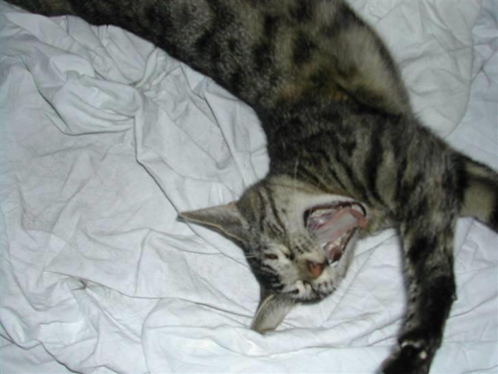 Huskat Misty billede 20