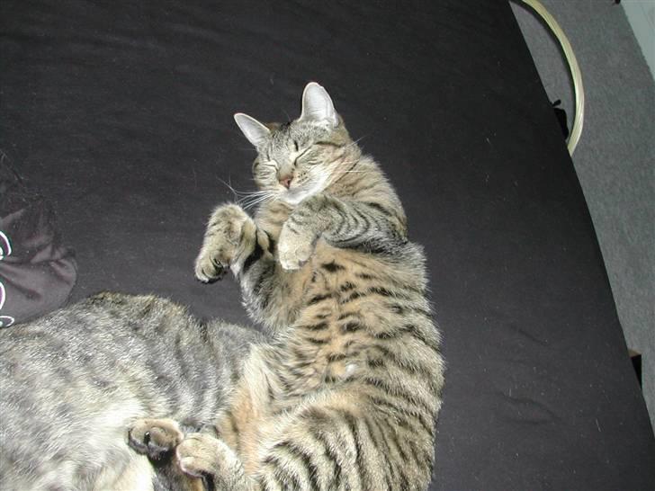 Huskat missya billede 18