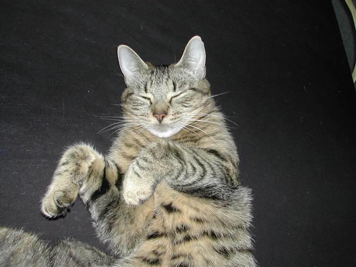 Huskat missya billede 19