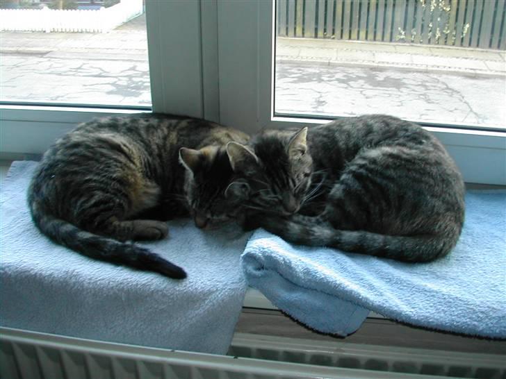 Huskat missya billede 20