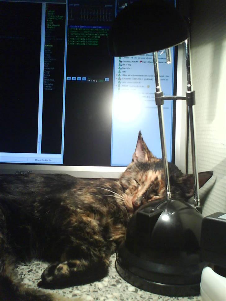 Huskat sille - jeg er sød ikk* billede 11