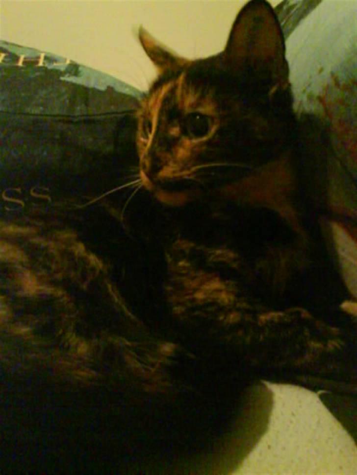 Huskat sille - jeg hygger mig her* billede 12