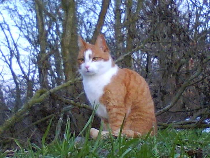 Huskat cirkeline :D - jeg er sååå smuk !  billede 1