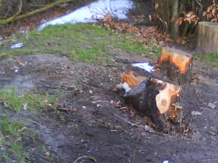 Huskat cirkeline :D - ingen kan se mig, hvis jeg gemmer med her !  billede 2