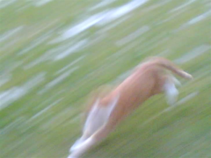 Huskat cirkeline :D - FRASSER !!  billede 3