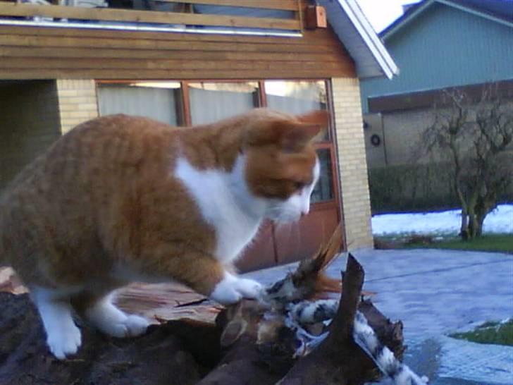 Huskat cirkeline :D - er det nu sikker ? billede 4