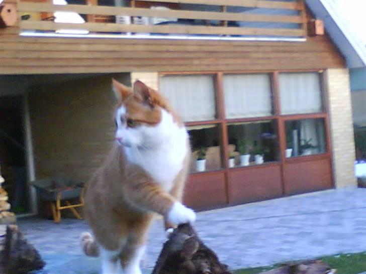 Huskat cirkeline :D - jeg er Droning !   billede 5