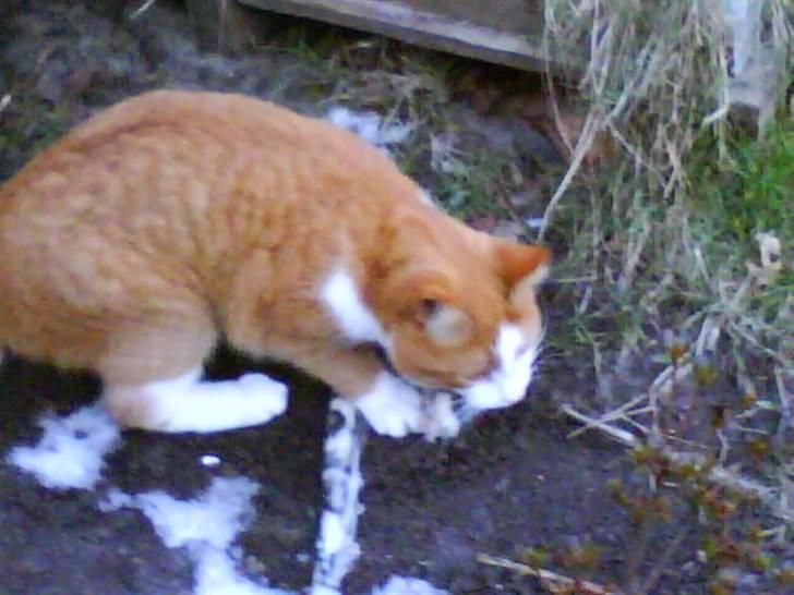 Huskat cirkeline :D - hvad er nu det ?  billede 6