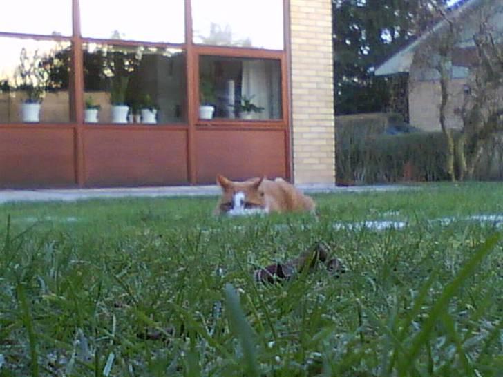 Huskat cirkeline :D - jeg ligger på jagt !  billede 7