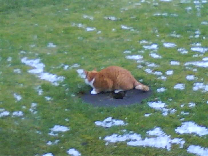 Huskat cirkeline :D - mølle dyr !! xD billede 8