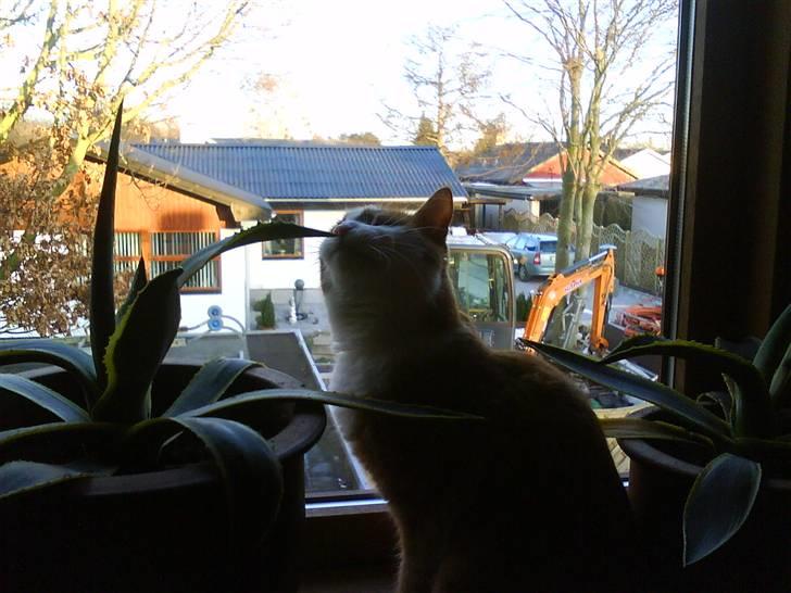 Huskat cirkeline :D - Plante ?  billede 10