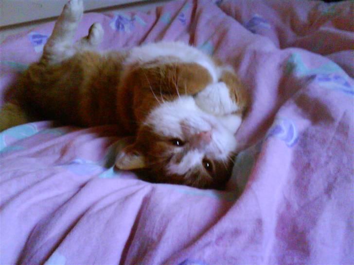 Huskat cirkeline :D - jeg nyder livet!  billede 11