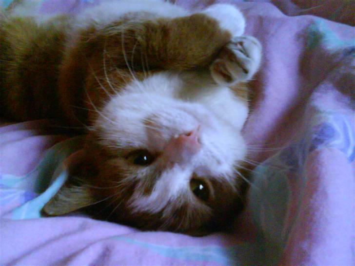 Huskat cirkeline :D - igen - jeg nyder livet  ! billede 12