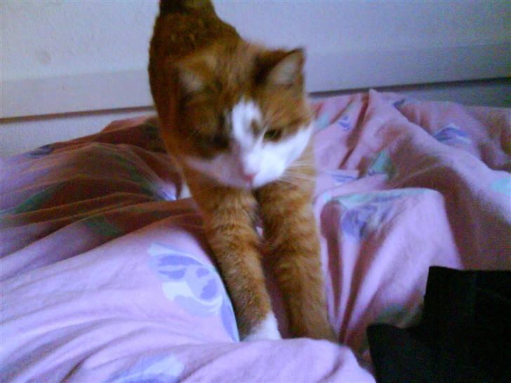 Huskat cirkeline :D - jeg strakker mig lige !  billede 13