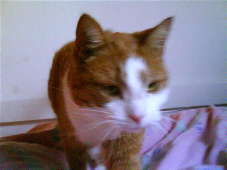 Huskat cirkeline :D - hvad er nu det  ? billede 14