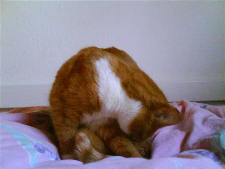 Huskat cirkeline :D - vaske, vaske, vaske ! xD billede 15