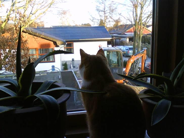 Huskat cirkeline :D - glugger ud af vinduet billede 16