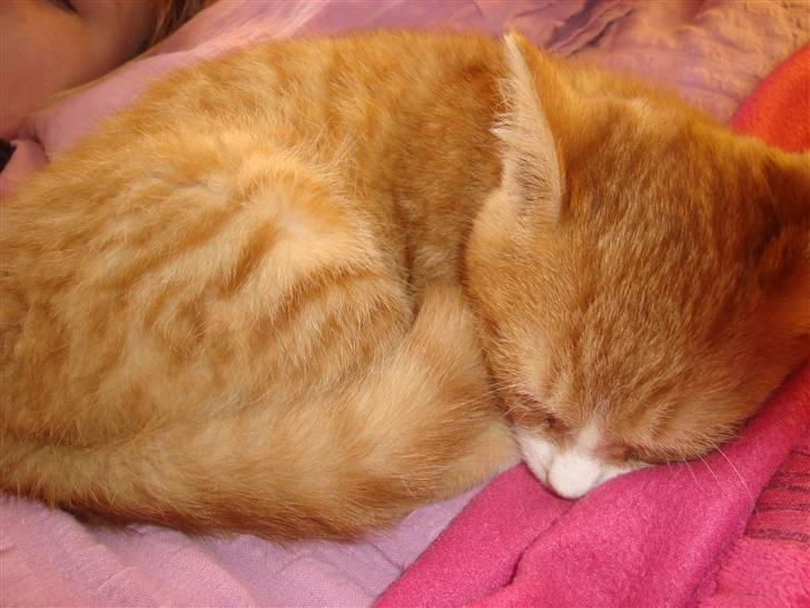 Huskat Tiger - Goodnaaat billede 1