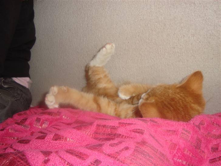 Huskat Tiger - Jeg er så legesyg. billede 2