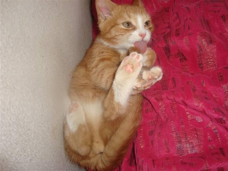 Huskat Tiger - Øv hvor får man beskidte tær engang imellem. billede 3