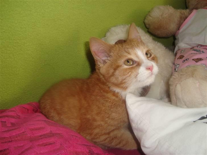 Huskat Tiger - Nysgerig billede 4