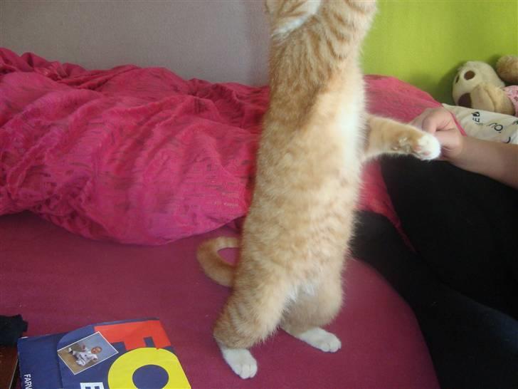 Huskat Tiger billede 5