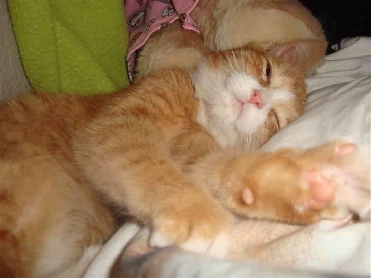 Huskat Tiger - Sig farvel inden jeg falder i søvn. billede 6