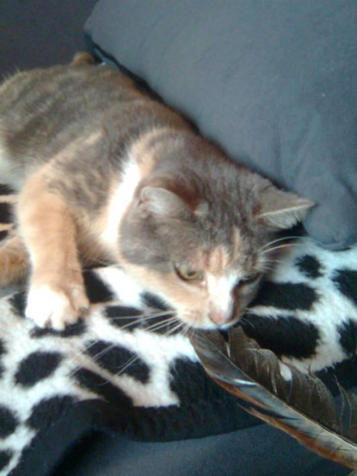 Huskat minni<3 billede 10