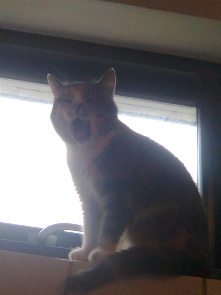 Huskat minni<3 billede 11