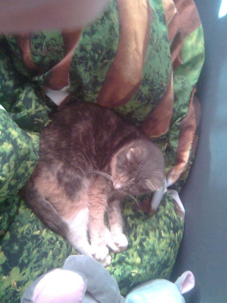 Huskat minni<3 billede 12