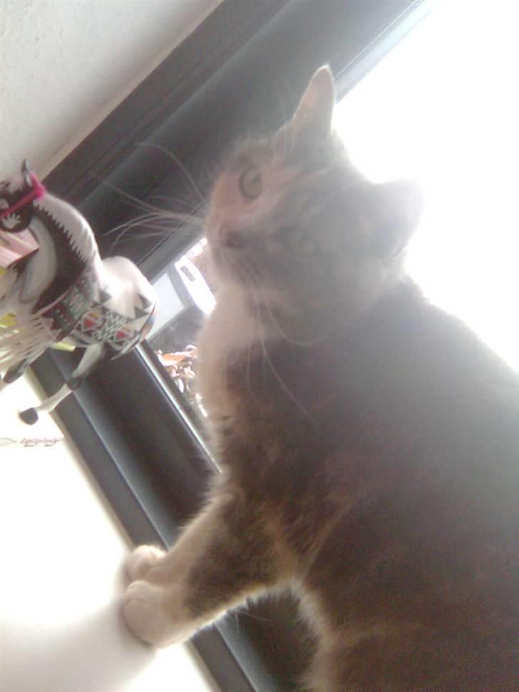 Huskat minni<3 billede 13