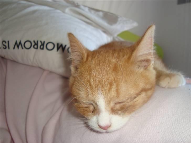 Huskat Tiger - NUTTE <3 :I billede 7