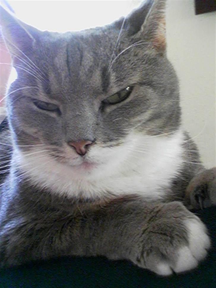 Blanding af racer Mynte billede 15