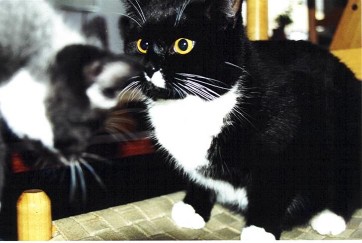 Blanding af racer Gizmo aka Lorenzo - Hva´ katten stiller man op med en ny lillebror?? (Allan) billede 1