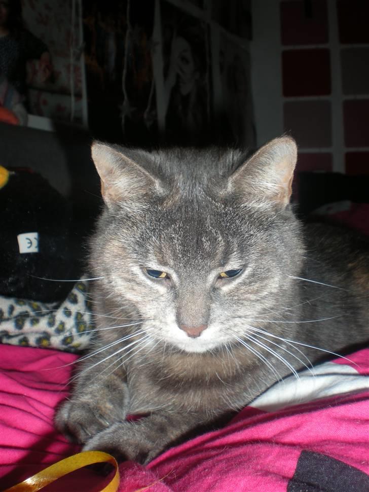 Blanding af racer Pjuske - Kigger.. min misser billede 8