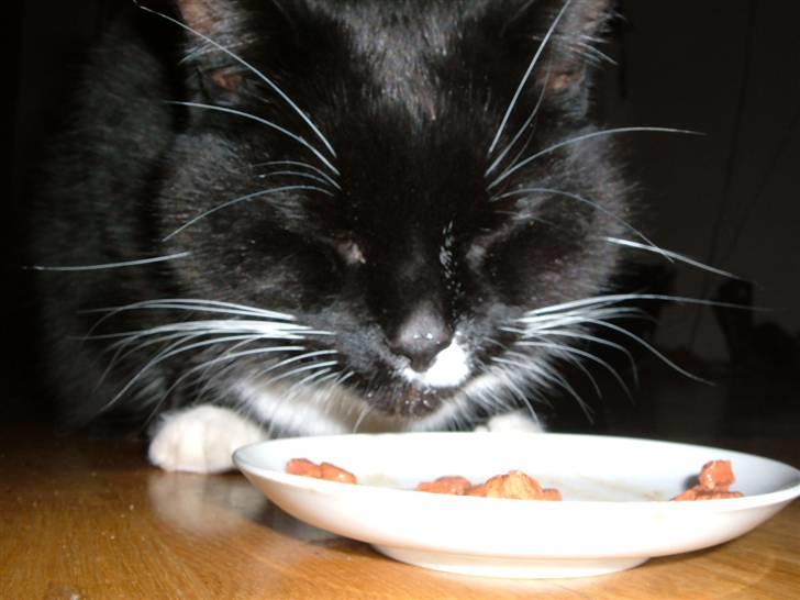 Blanding af racer Gizmo aka Lorenzo - Lige blevet kastreret billede 2