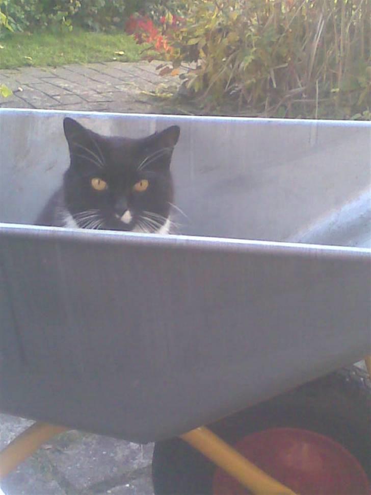 Blanding af racer Gizmo aka Lorenzo - Jeg elsker at køre i trillebør billede 3