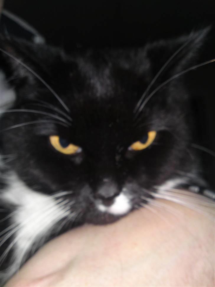 Blanding af racer Gizmo aka Lorenzo - Undskyld, men har du fået tilladelse til at tage et billed? billede 4