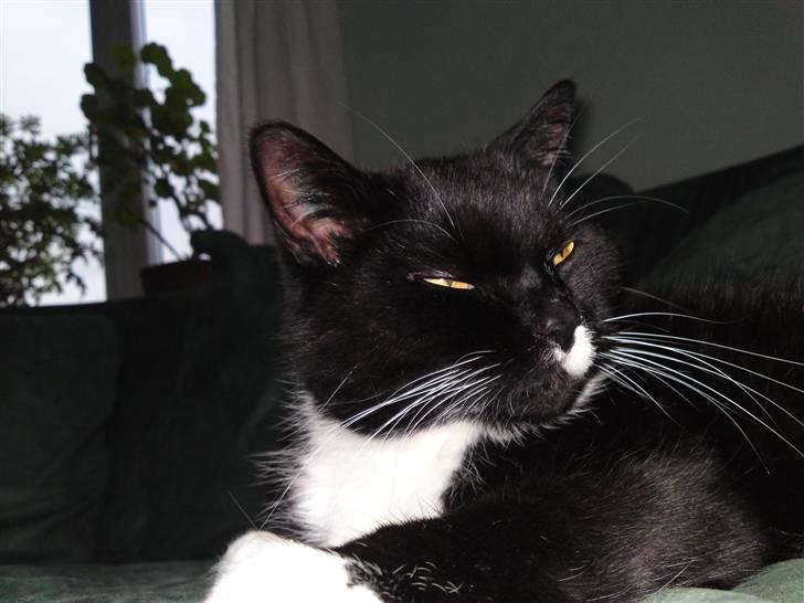 Blanding af racer Gizmo aka Lorenzo - I bad billede 5