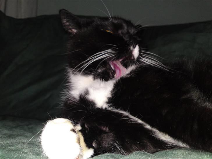 Blanding af racer Gizmo aka Lorenzo - Man bliver lækker billede 6