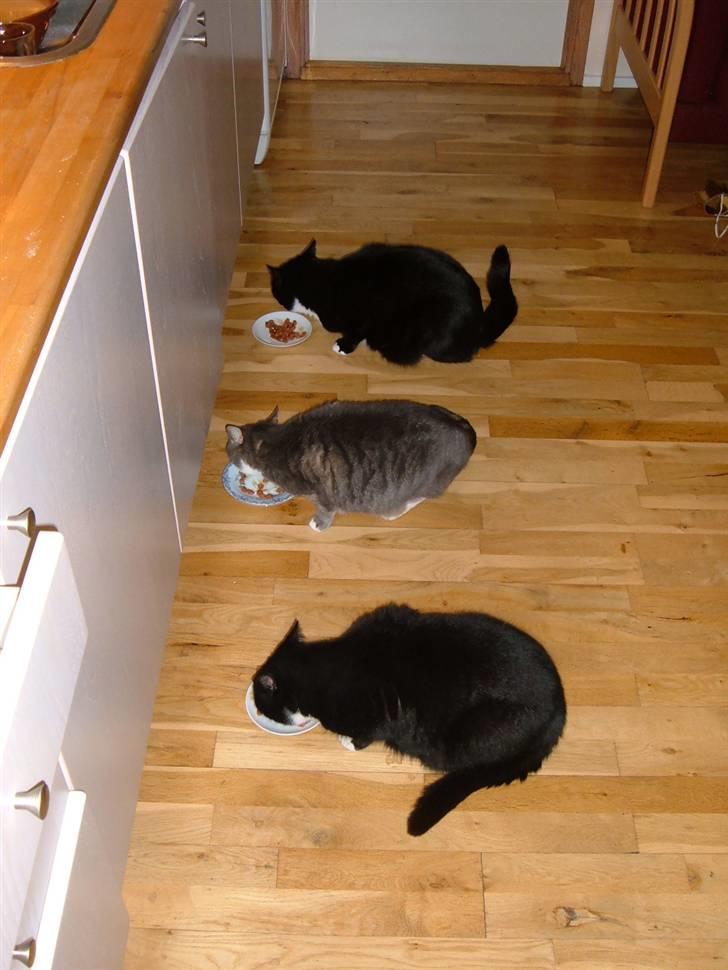 Blanding af racer Gizmo aka Lorenzo - På restaurant med familien billede 7