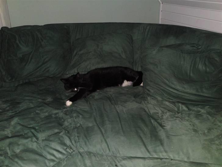 Blanding af racer Gizmo aka Lorenzo - MIN sofa billede 8