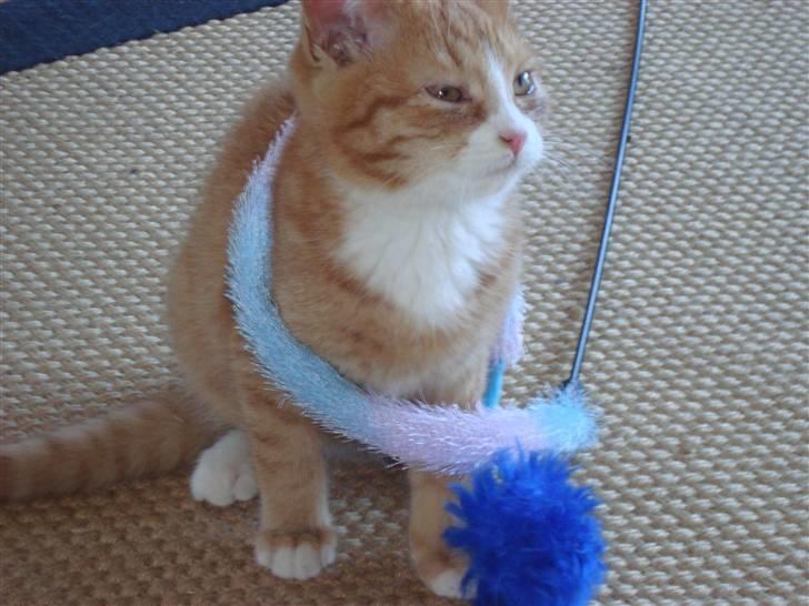 Huskat Tiger - Leg nu med mig belinda. billede 8