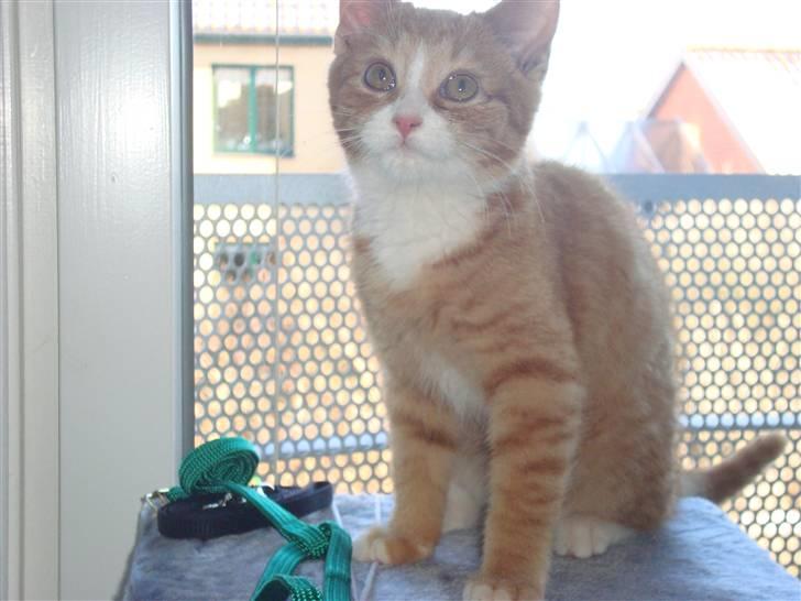 Huskat Tiger - God udsigt over stuen. billede 9