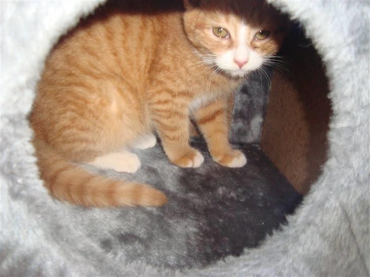 Huskat Tiger - Min hule er hyggelig billede 10