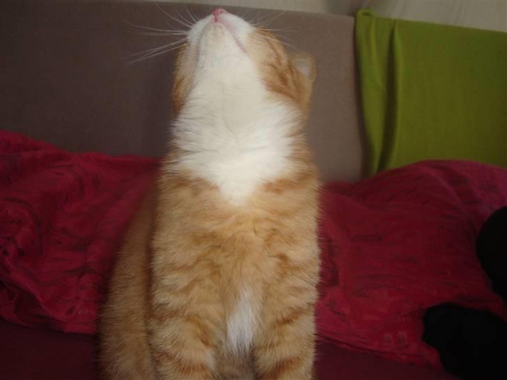 Huskat Tiger - Er det en flue? billede 11