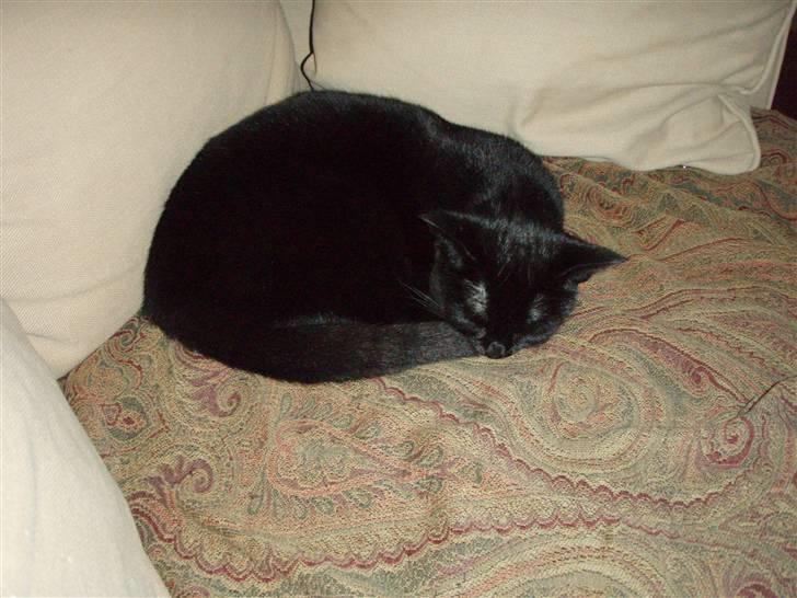 Huskat Bette mus. - Rund som en kulgle ! (:<3 billede 14