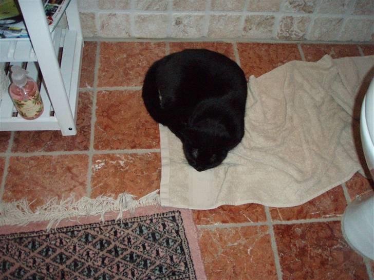 Huskat Bette mus. - Skønt!! Varme i gulvet på toiletet! (:<3 billede 15