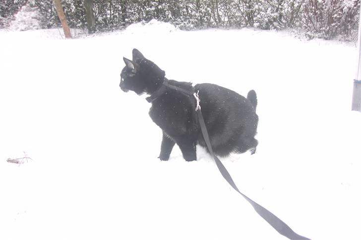 Blanding af racer Laban - føj hvad er det for noget hvid stads billede 18