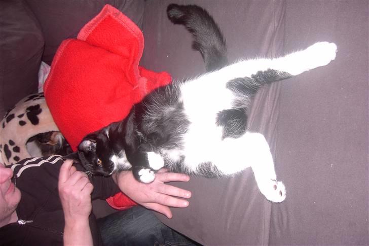 Blanding af racer Laban - sådan kan man også nyde det billede 19